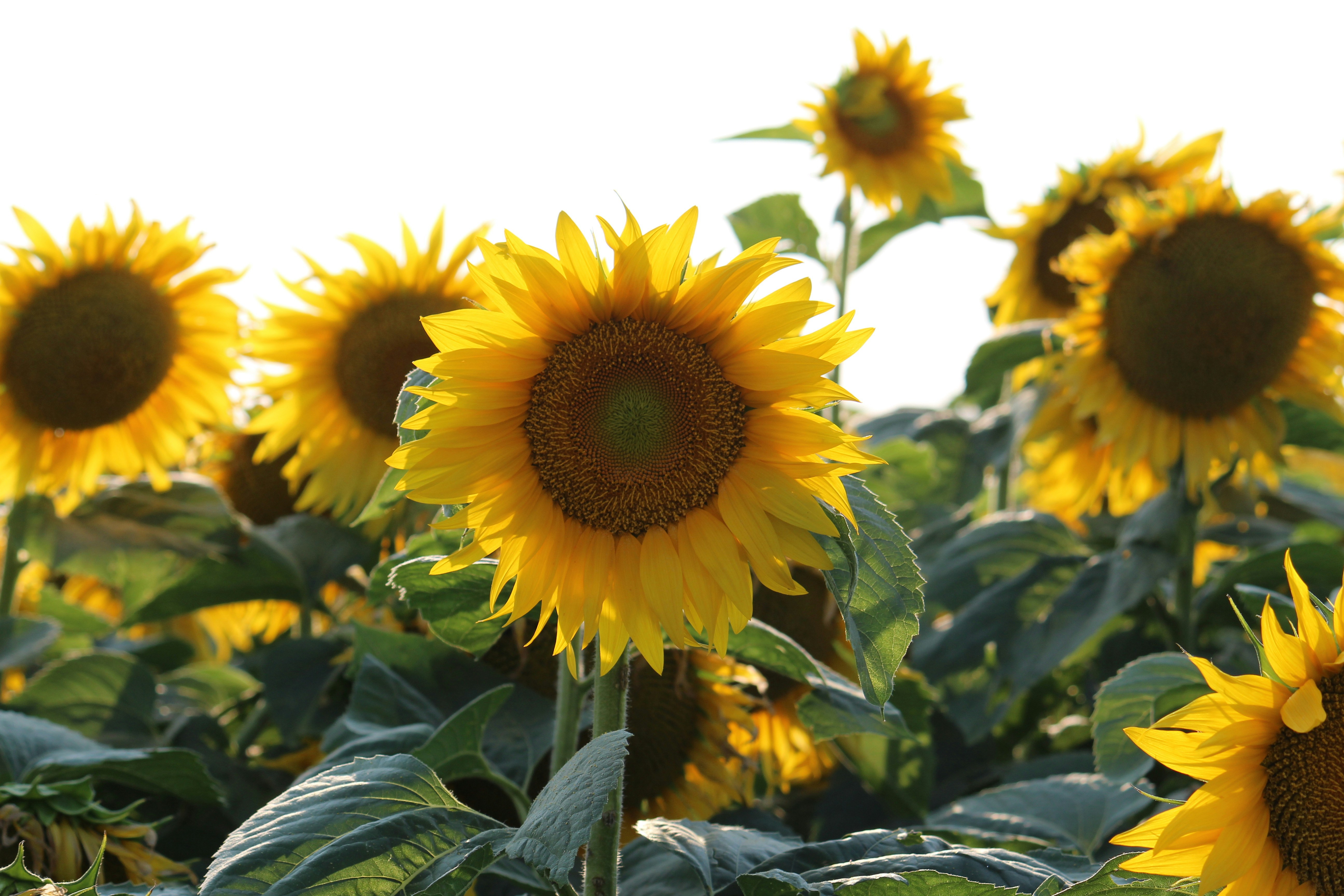 sunflower in close up photography