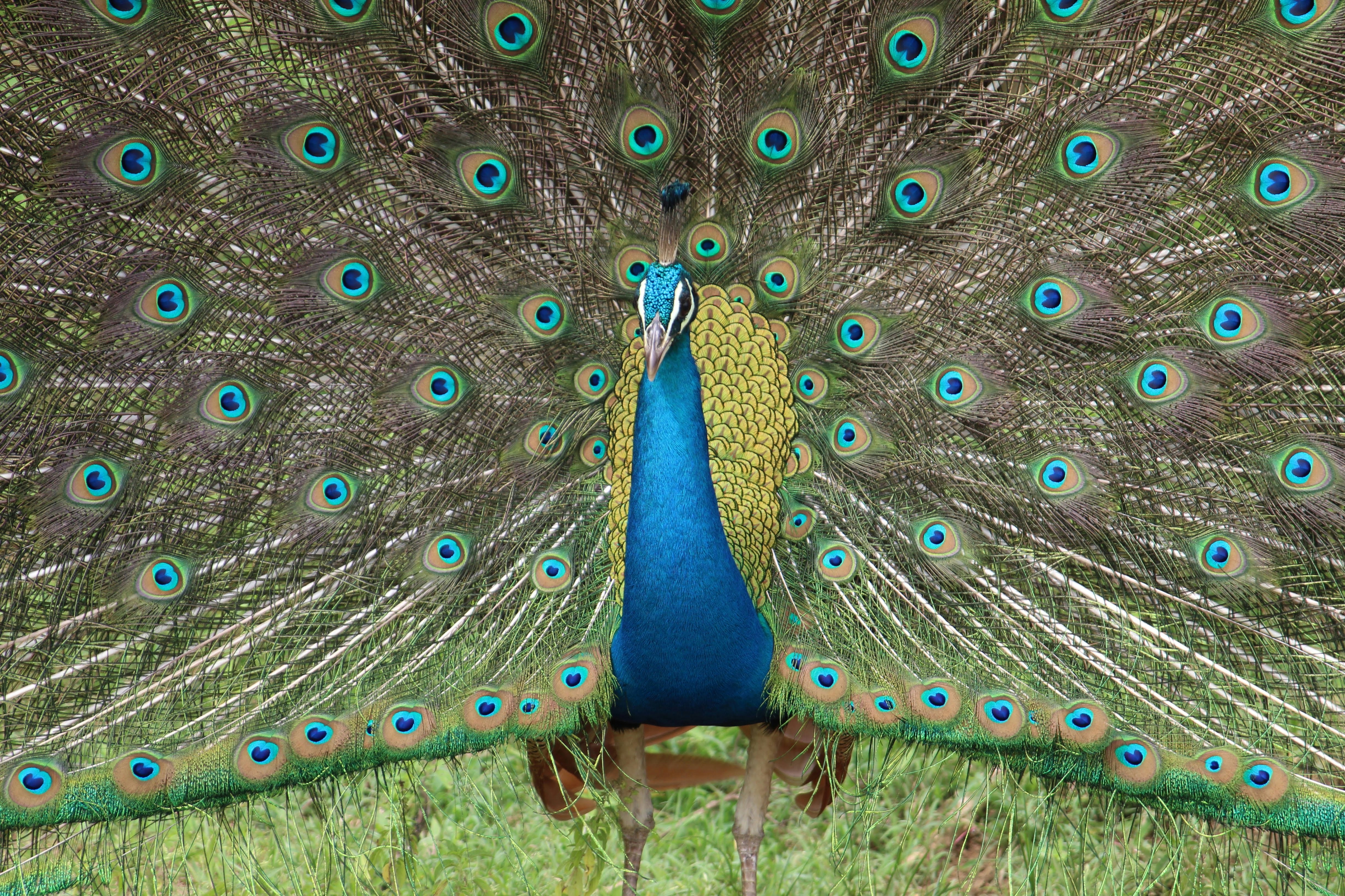 blue green and brown peacock