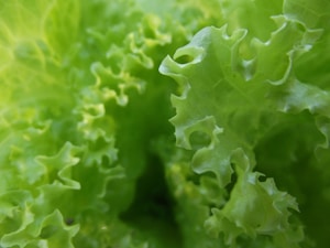 Organic Spinach