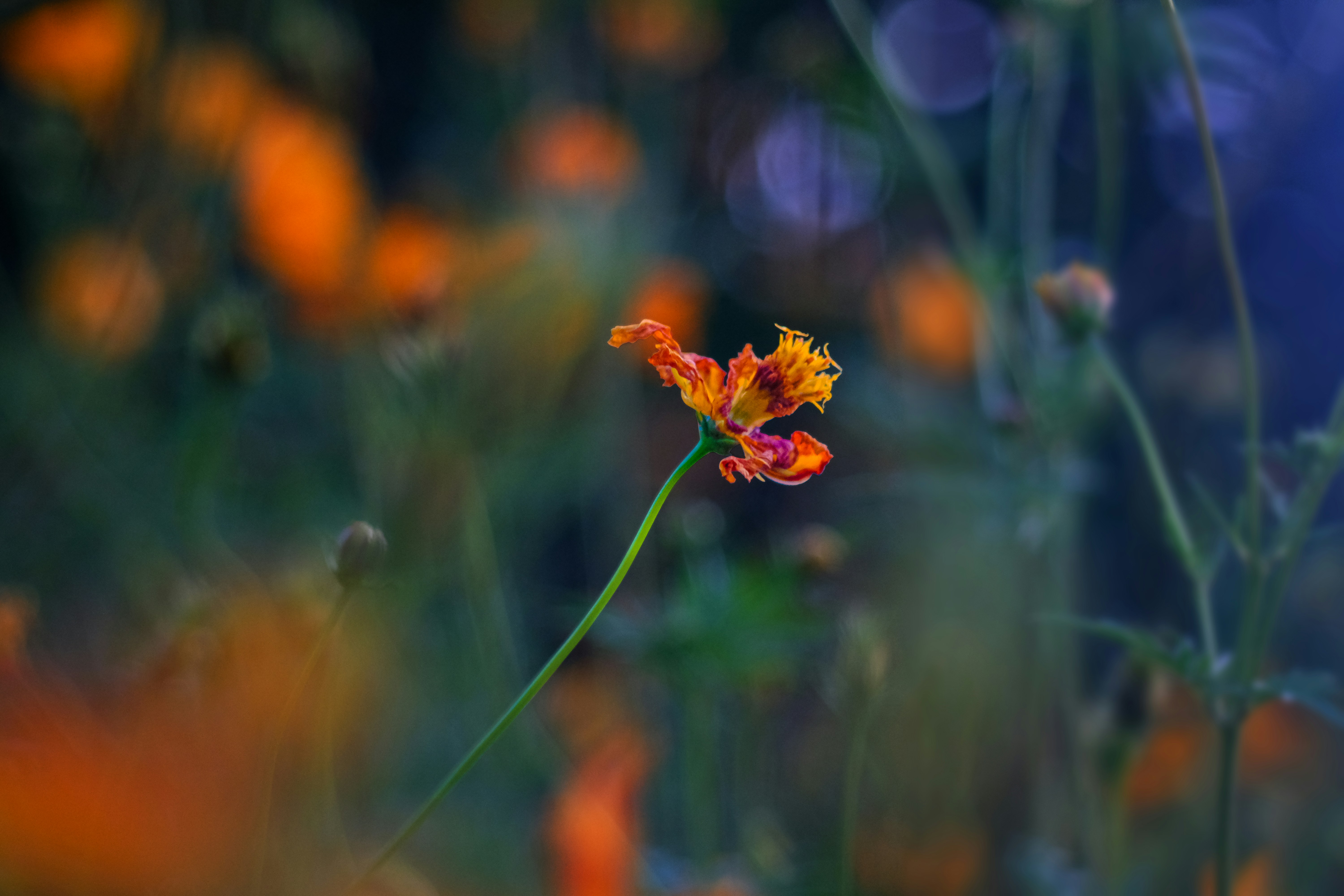 Photo by mizu2711