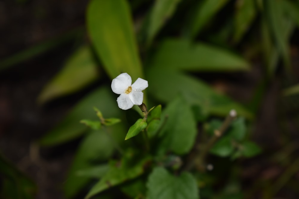 white flower with green leaves