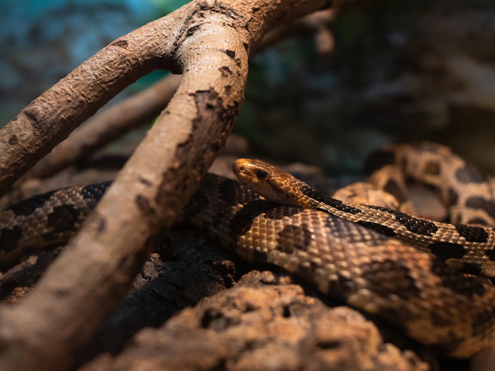 cobra marrom e preta no galho marrom da árvore