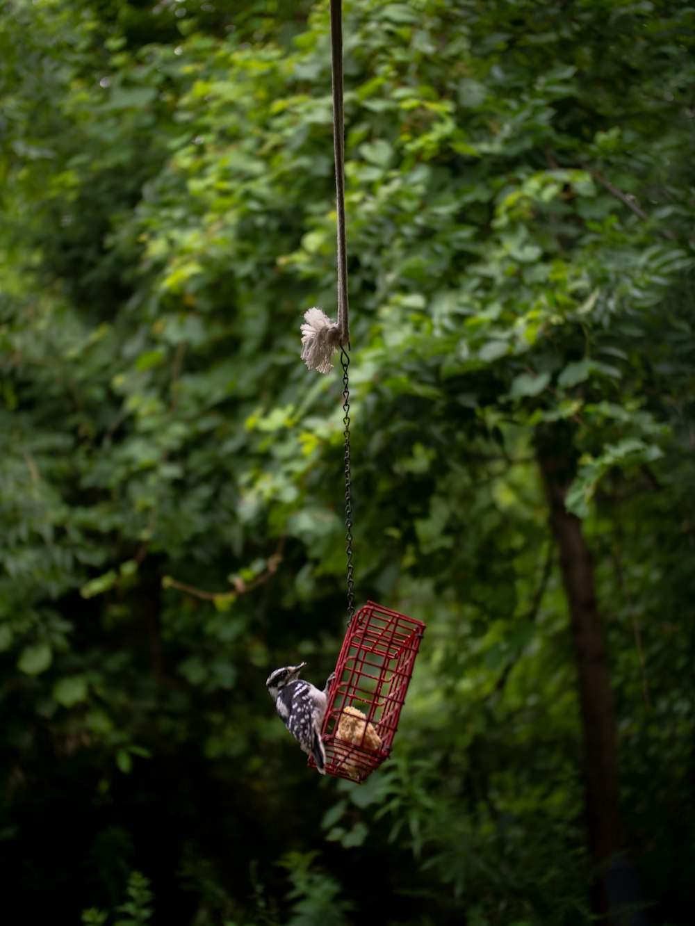 red and white hanging decor