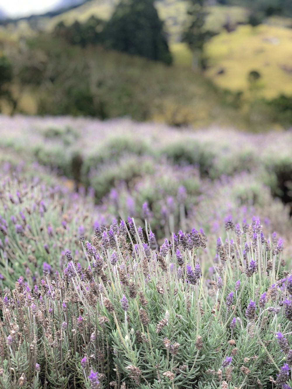 purple flower field during daytime