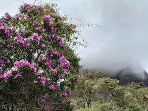A vibrant tree symbolizing growth and unity in a mountainous landscape