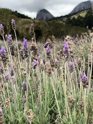 Close-up of a lavender field with mountains in the background, depicting the natural origin of Gaiana Cream.