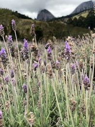 Field of blooming lavender flowers in the foreground with lush green hills and distant rocky mountains partially shrouded in clouds. The lavender is vibrant and plentiful, creating a natural carpet across the landscape.