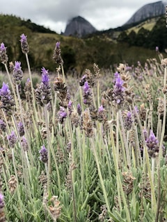 Field of blooming lavender flowers in the foreground with lush green hills and distant rocky mountains partially shrouded in clouds. The lavender is vibrant and plentiful, creating a natural carpet across the landscape.