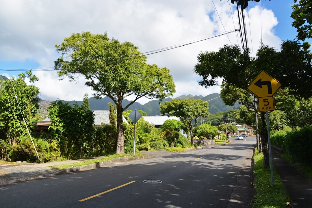 green trees beside gray asphalt road during daytime