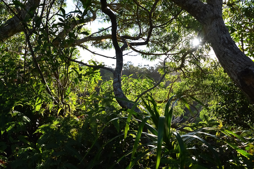 green trees and plants during daytime