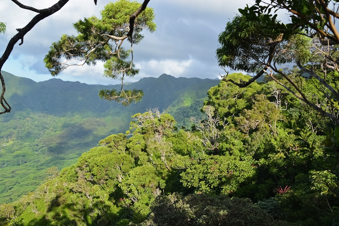 green trees on mountain during daytime