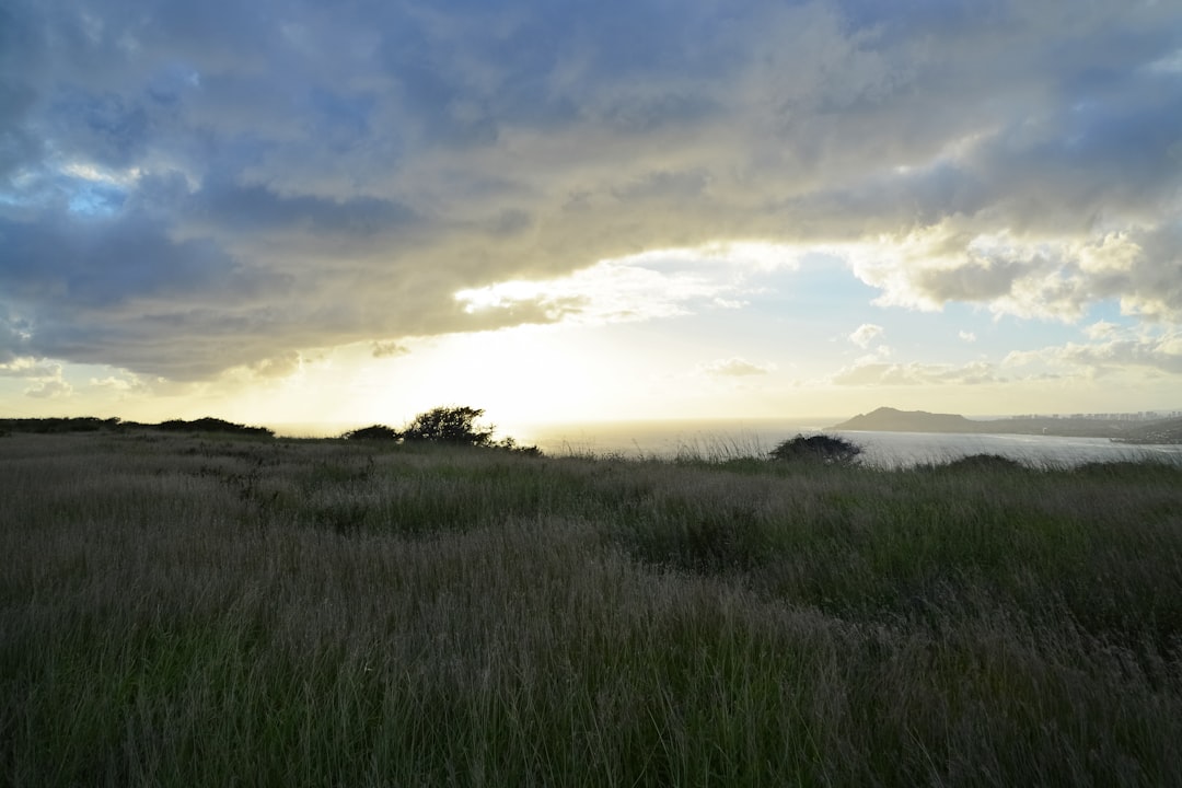 green grass field under cloudy sky during daytime