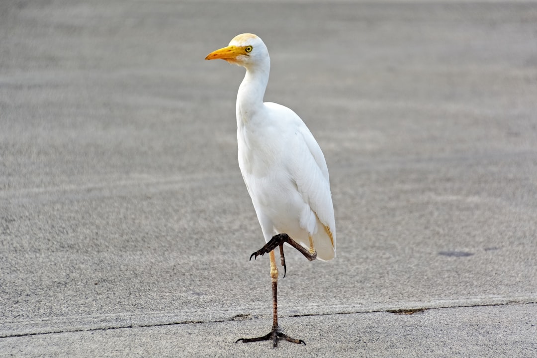 white bird on gray concrete floor during daytime