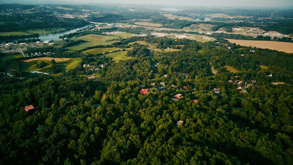 Vista aérea de árboles verdes durante el día