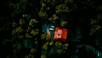 green trees and red box