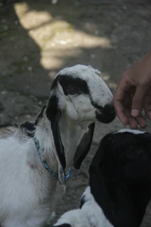 Close-up of a child’s hand gently petting a friendly miniature goat’s head.