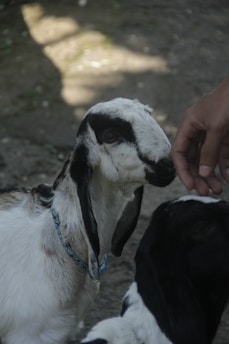 A young goat with a black and white coat and floppy ears is standing and gently nuzzling a human hand reaching down toward it. Another goat is partially visible beside it. The background is a natural, earthy surface with patches of sunlight and shadow.