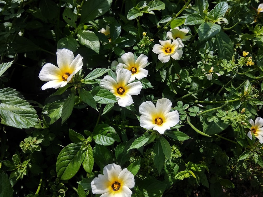 white and yellow flowers with green leaves