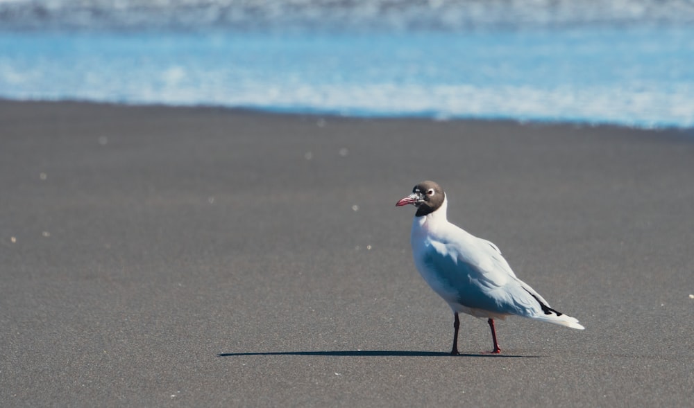 white and black bird on gray concrete floor