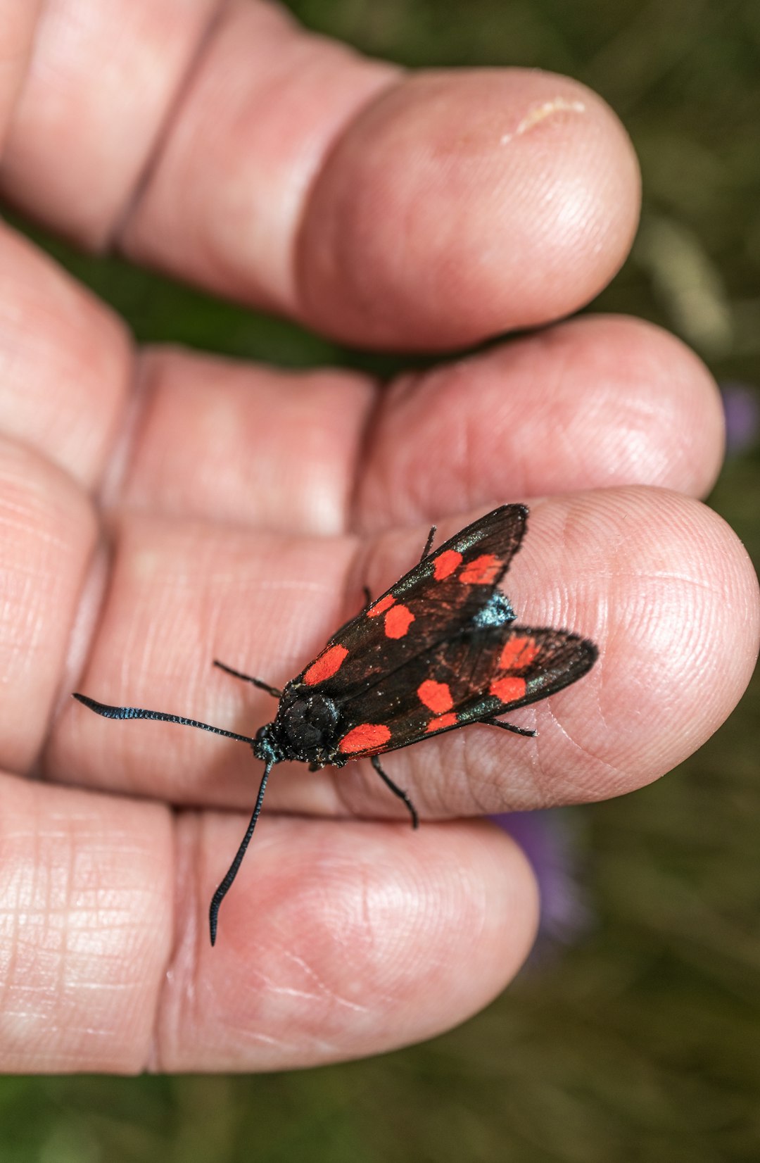 black and red butterfly on human hand