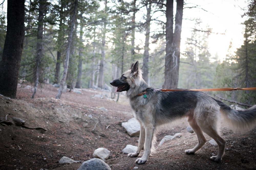 black and tan german shepherd standing on dirt ground near trees during daytime