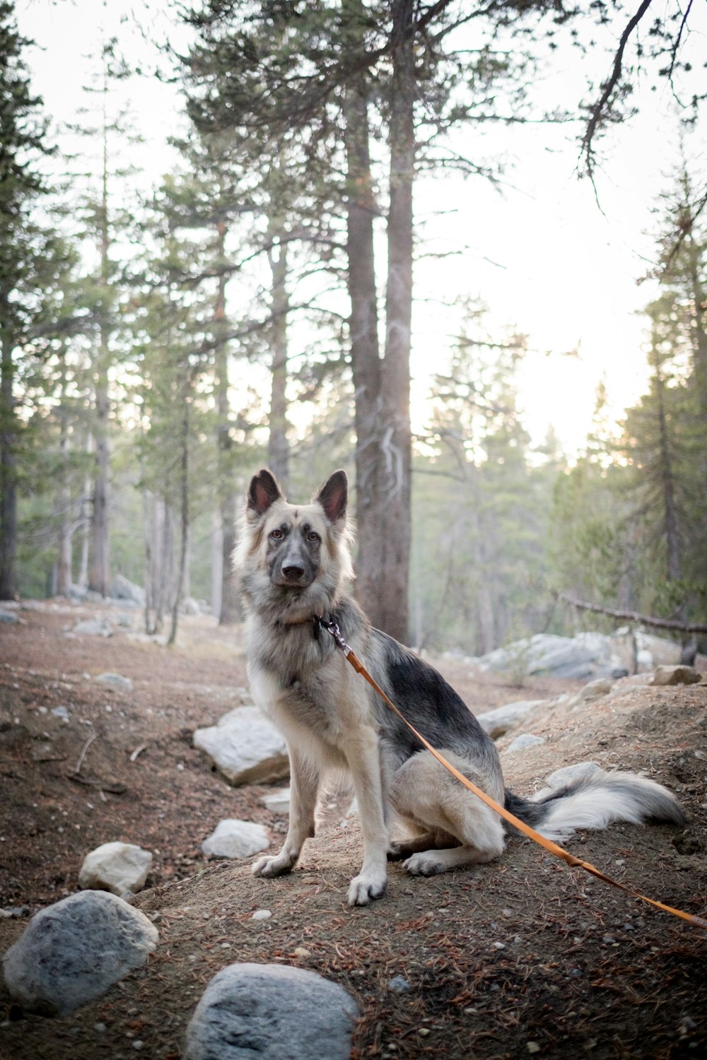 black and tan german shepherd on brown dirt road during daytime