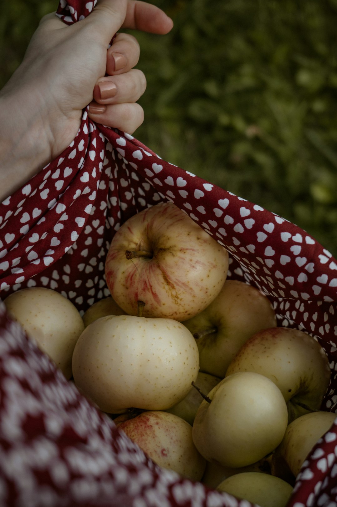 person holding red and white checkered textile with green apples