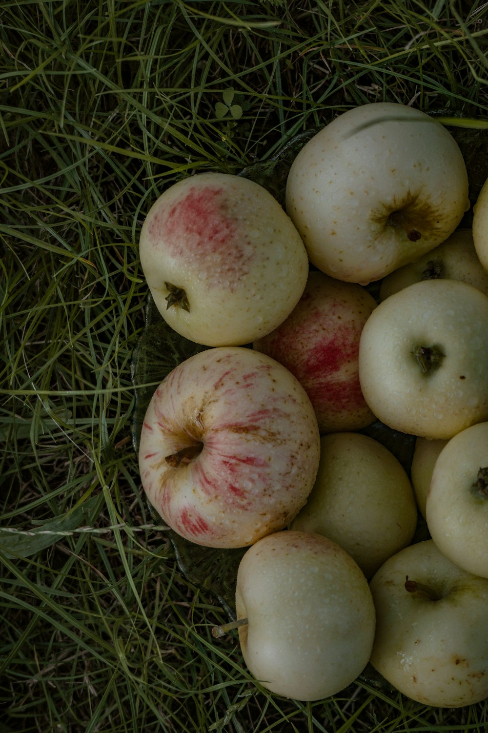 red apples on green grass