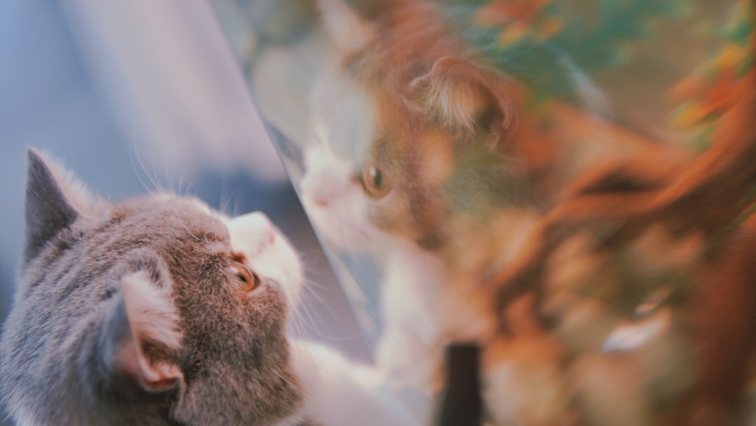 brown and white fur cat