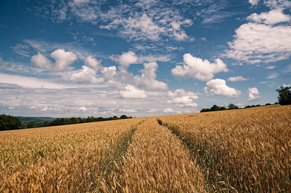 brown grass field under white clouds and blue sky during daytime