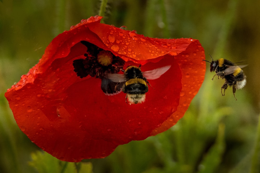 honeybee perched on red flower in close up photography during daytime