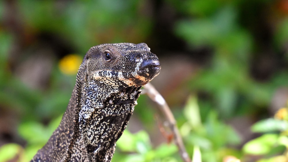 black and brown lizard on green grass during daytime