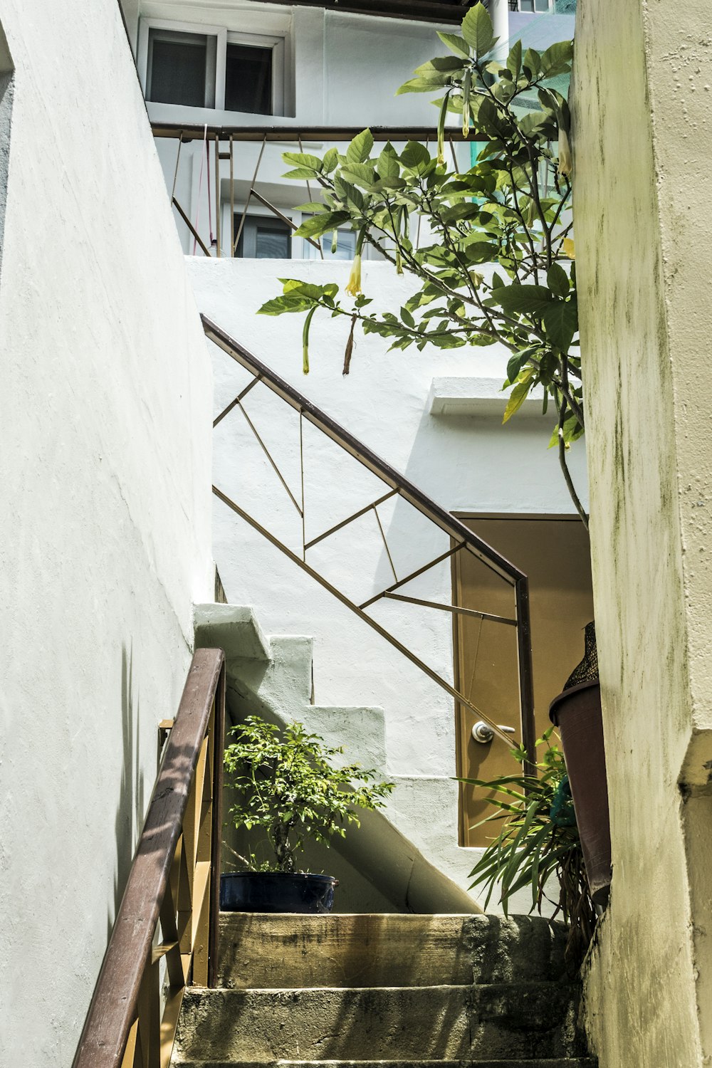 green tree beside white concrete wall