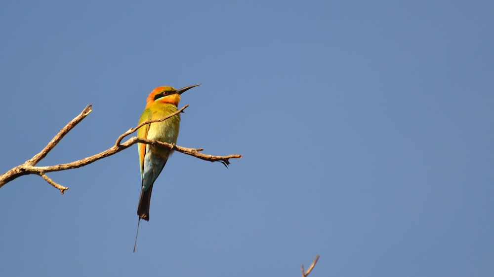 green and orange bird on brown tree branch during daytime