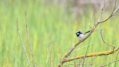 blue and white bird on brown tree branch during daytime