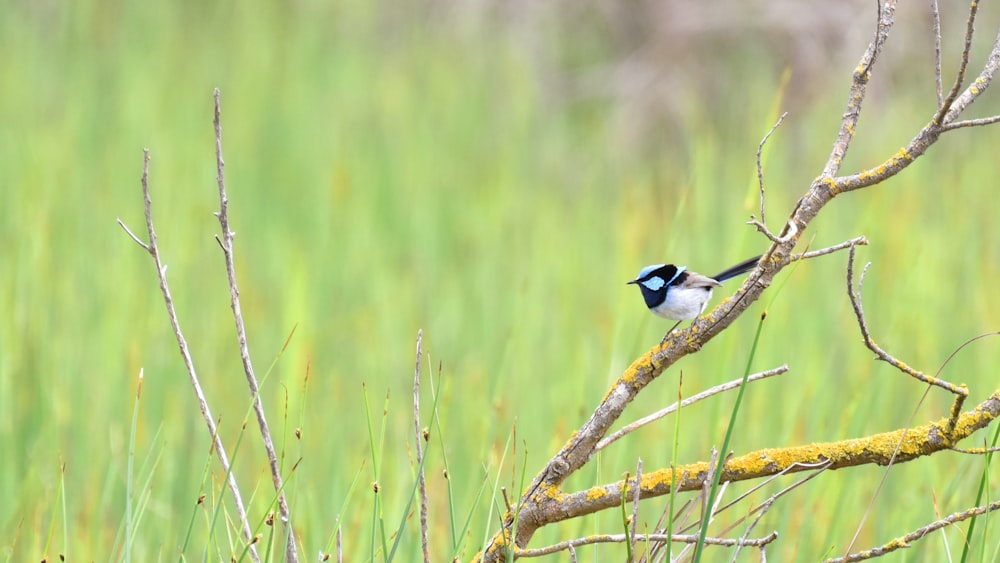 blue and white bird on brown tree branch during daytime