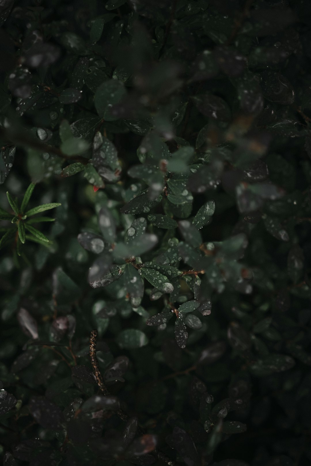 green leaves with water droplets