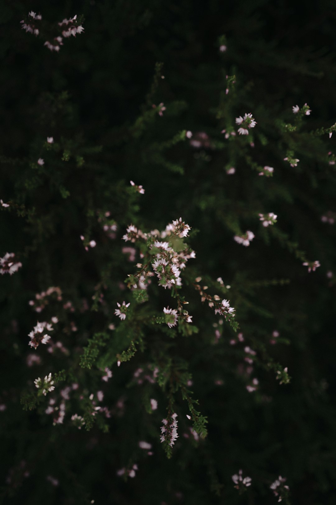 green leaves tree during night time