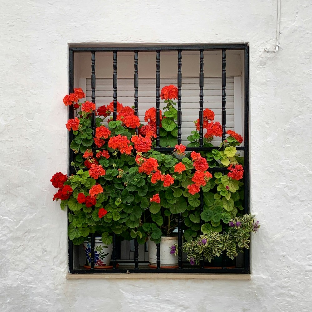 red flowers on black window frame