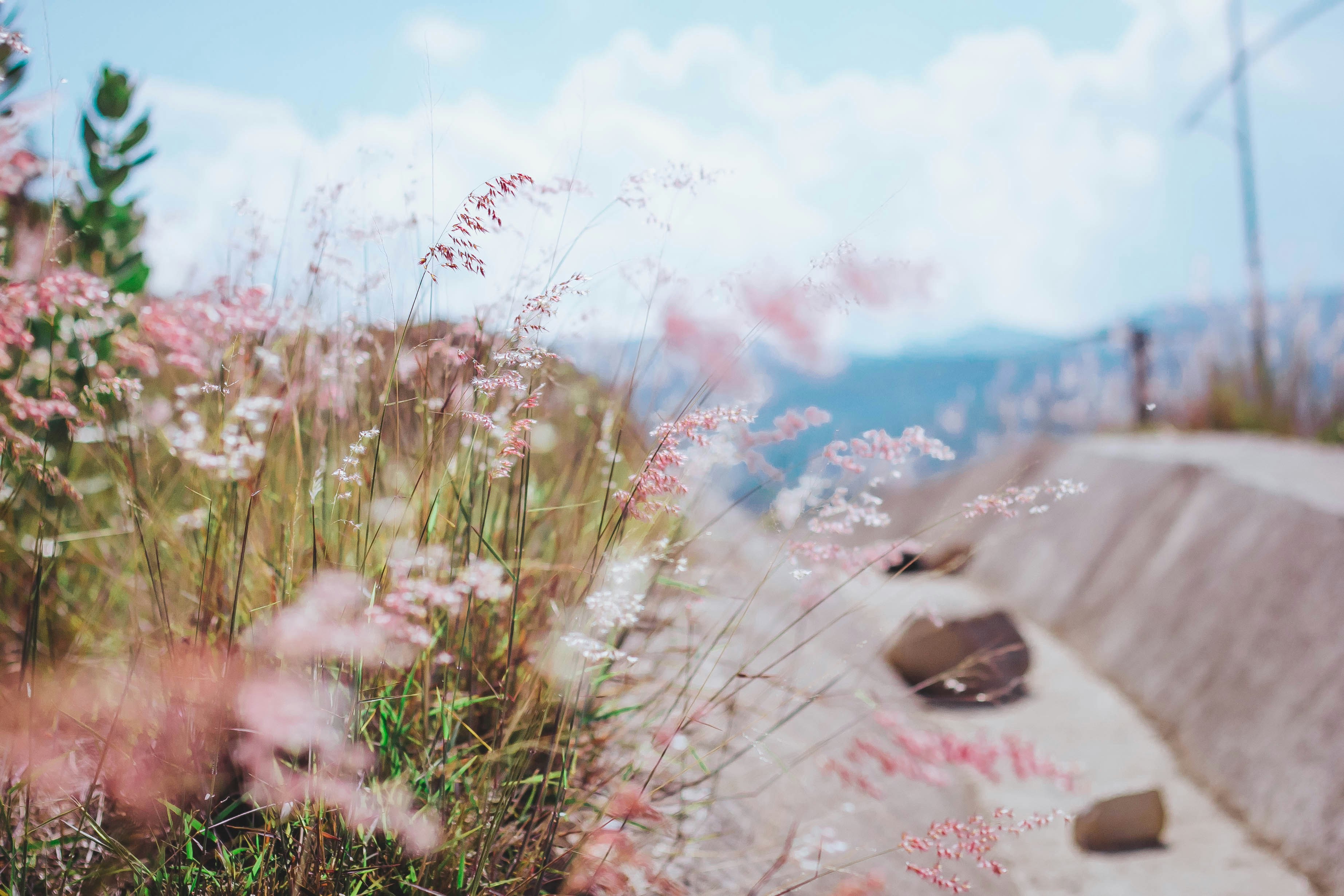 green grass on white sand during daytime