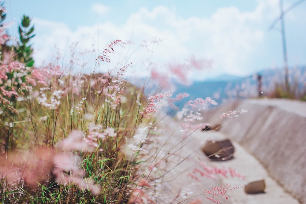 green grass on white sand during daytime