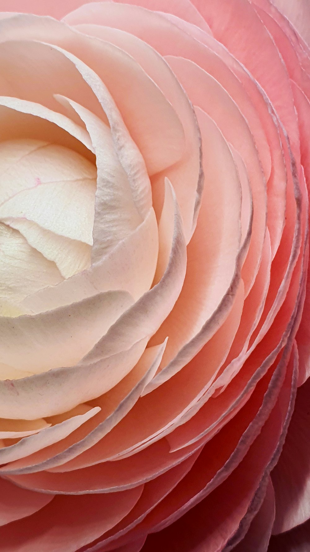 pink rose in close up photography