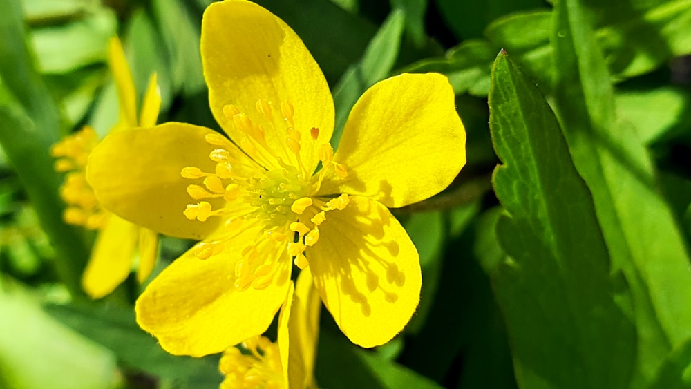 昼間に咲く黄色い水仙