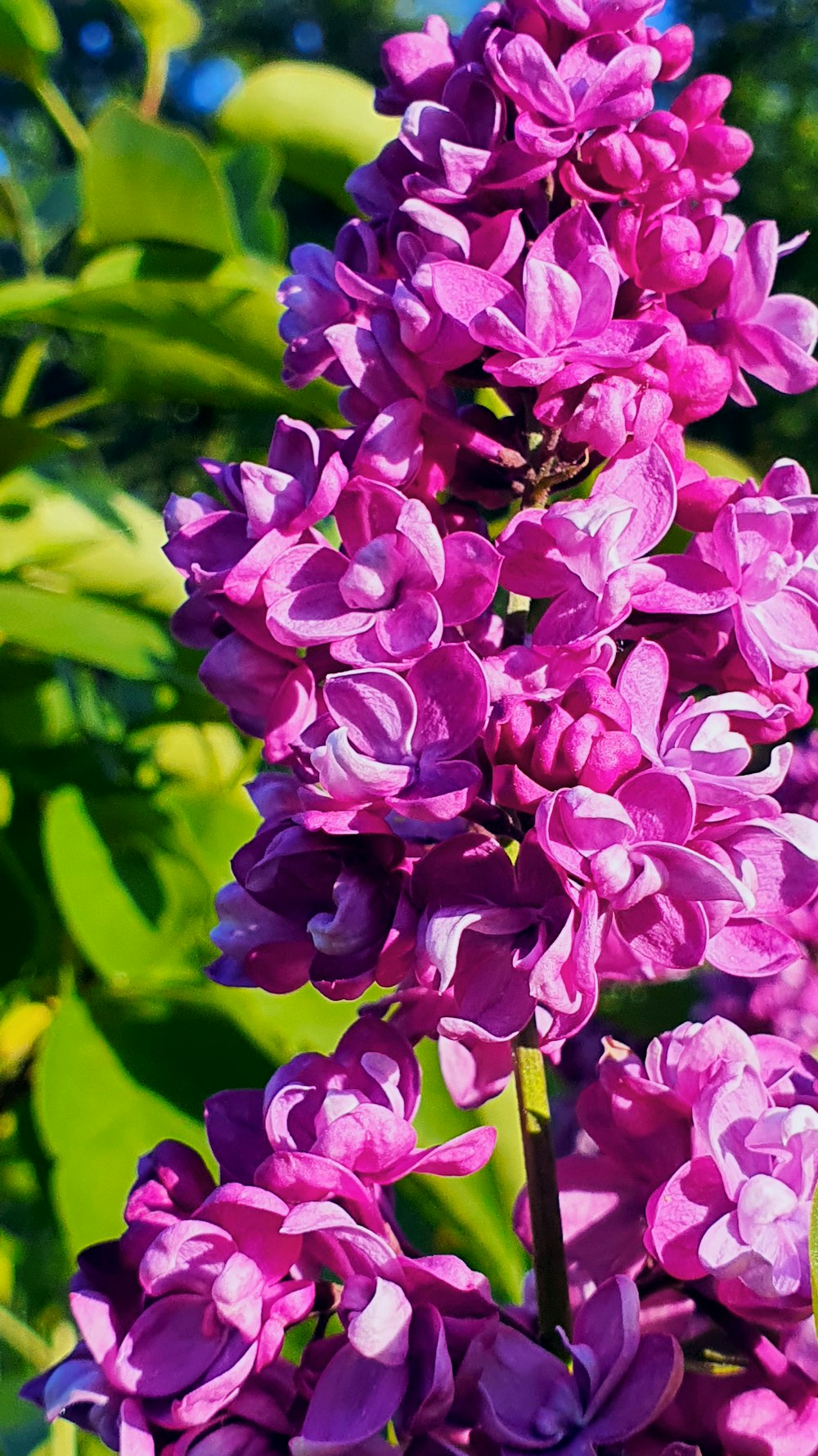 purple flowers in tilt shift lens