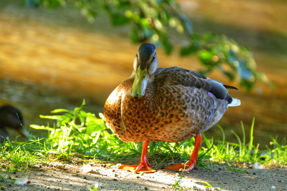 brown duck on brown soil