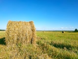 brown grass field under blue sky during daytime