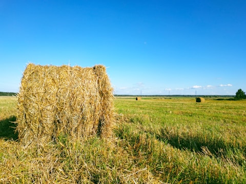 brown grass field under blue sky during daytime
