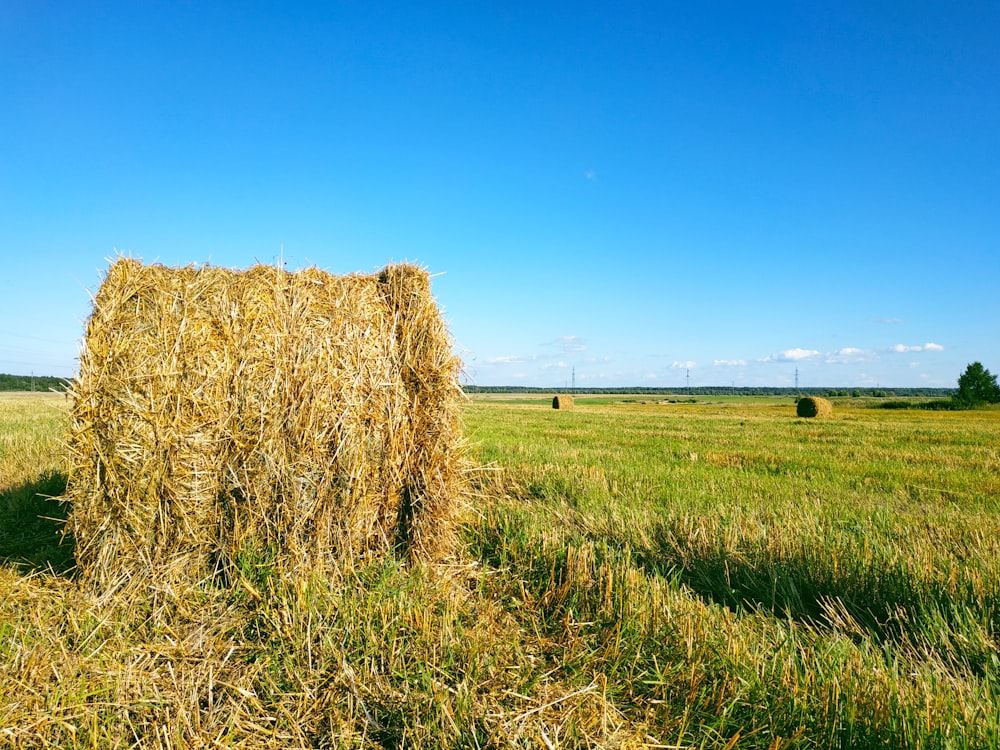 Champ d’herbe brune sous le ciel bleu pendant la journée