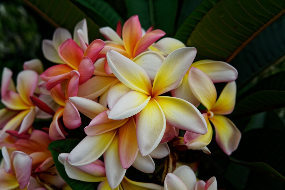 yellow and red flower in close up photography