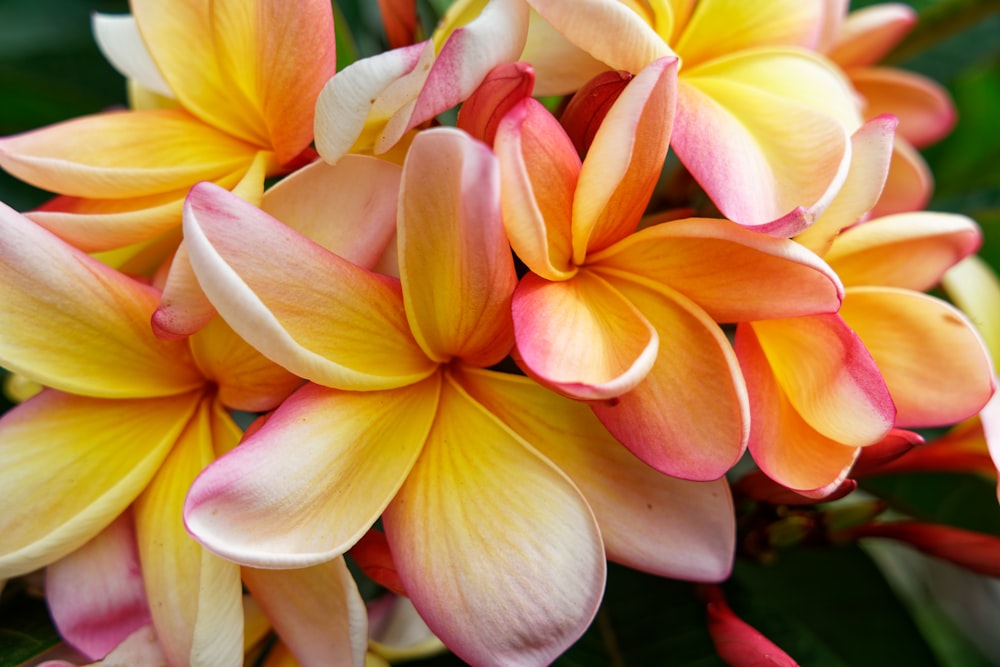 yellow and red flower in macro shot